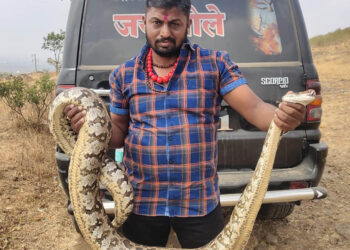 अबब ! नगरमध्ये या भागात सापडले 11 फुटी अजगर; पाहताच हृदयाचे ठोके वाढल्याशिवाय राहणार नाही
