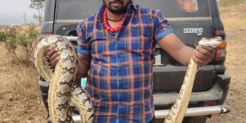 अबब ! नगरमध्ये या भागात सापडले 11 फुटी अजगर; पाहताच हृदयाचे ठोके वाढल्याशिवाय राहणार नाही