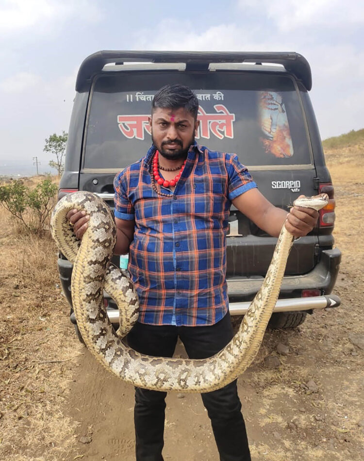 अबब ! नगरमध्ये या भागात सापडले 11 फुटी अजगर; पाहताच हृदयाचे ठोके वाढल्याशिवाय राहणार नाही