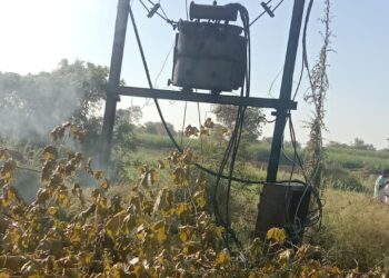 पाडळी येथील वसंत कचरे यांचा तोडणीसाठी आलेला द्राक्षे बाग व शेतीसाठी आणलेलं खतही जळुन खाक, तब्बल 15 – 20 लाखांचे नुकसान.